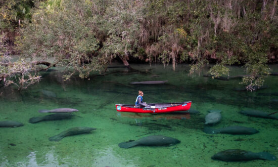 Lovable Manatees Lure Visitors to Florida