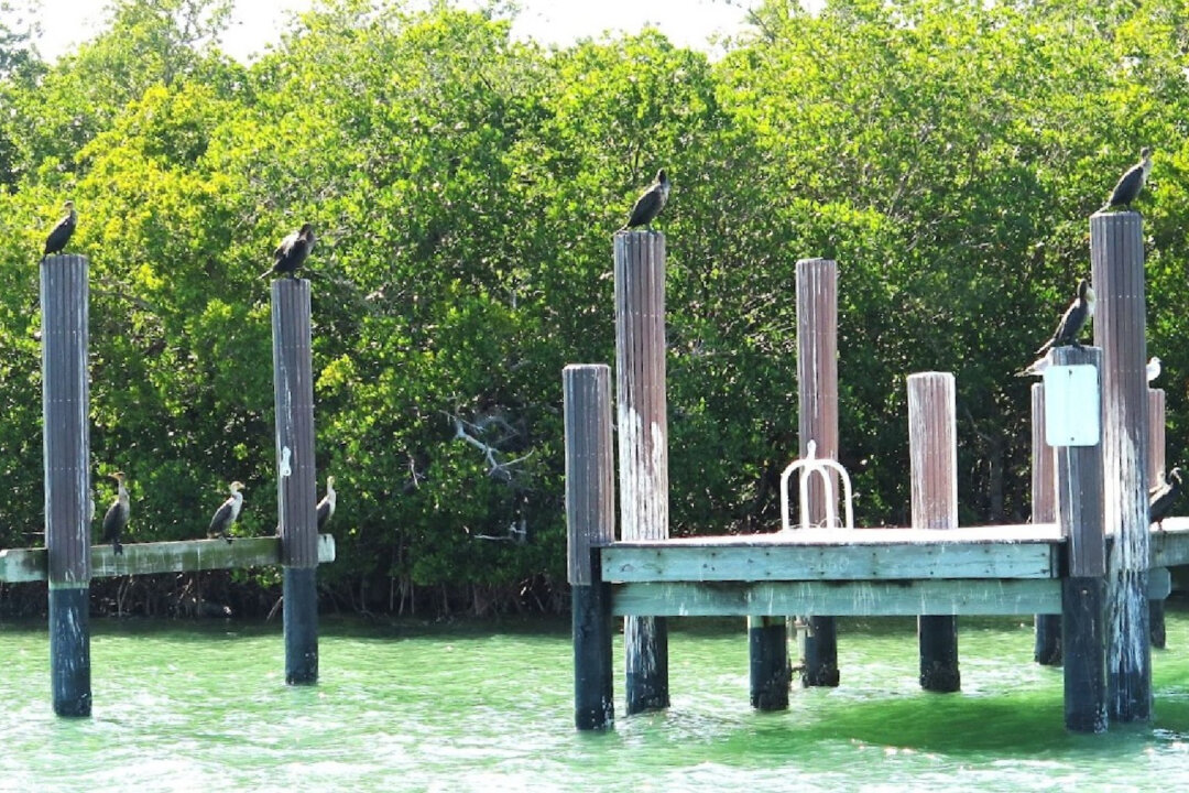US Estuary System Is the Place to See Marine Wildlife