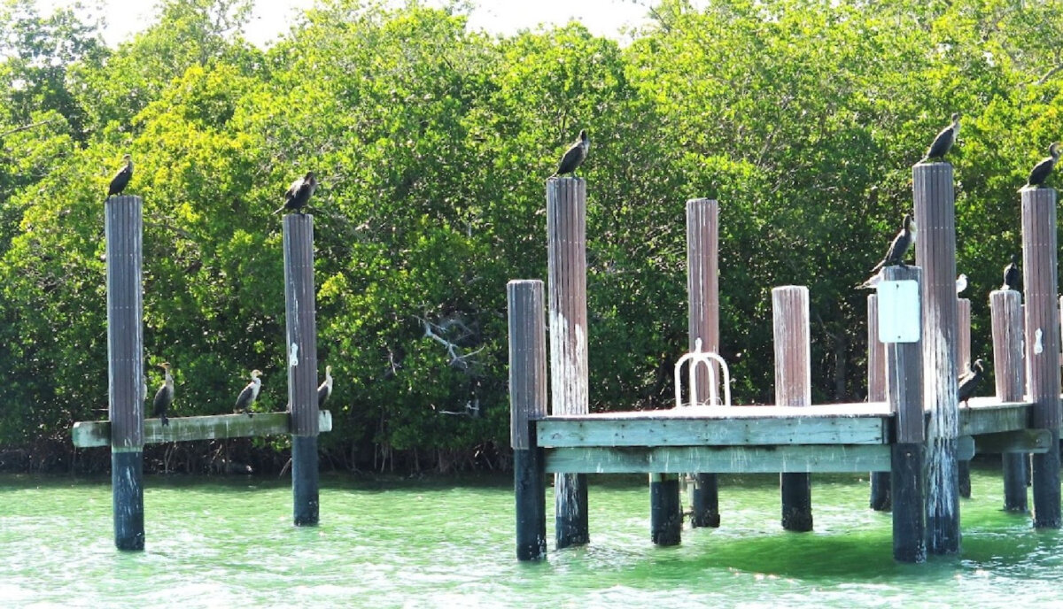 Cormorants alight on pilings at the Rookery Bay National Estuarine Research Reserve in Naples, Fla. (Karen Foley/Dreamstime)