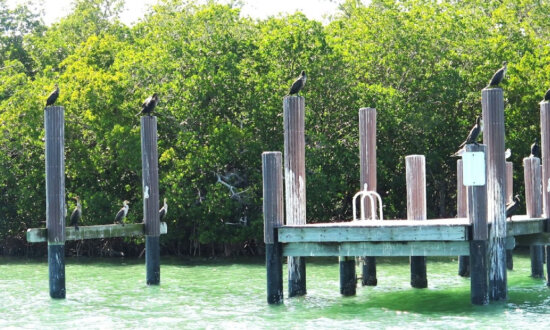 US Estuary System Is the Place to See Marine Wildlife