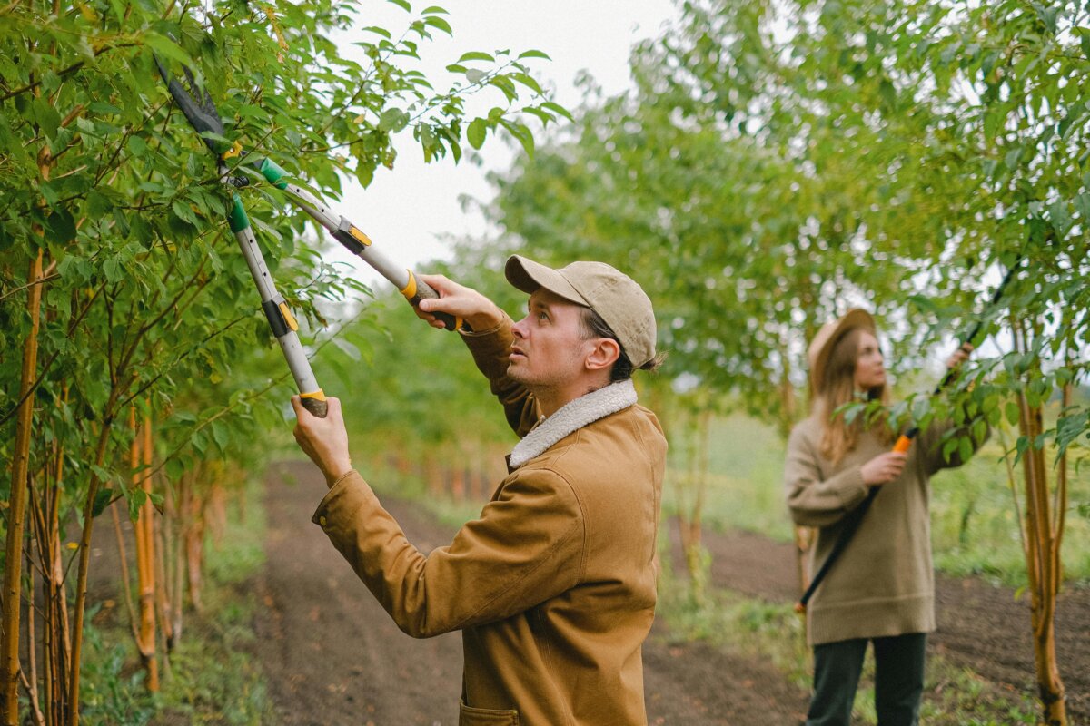 Pruning at the right time can ensure bountiful yields from your vines, bushes, and trees. (Anna Shvets/Pexels)