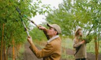 Optimum Cuts: Fall Branch Management
