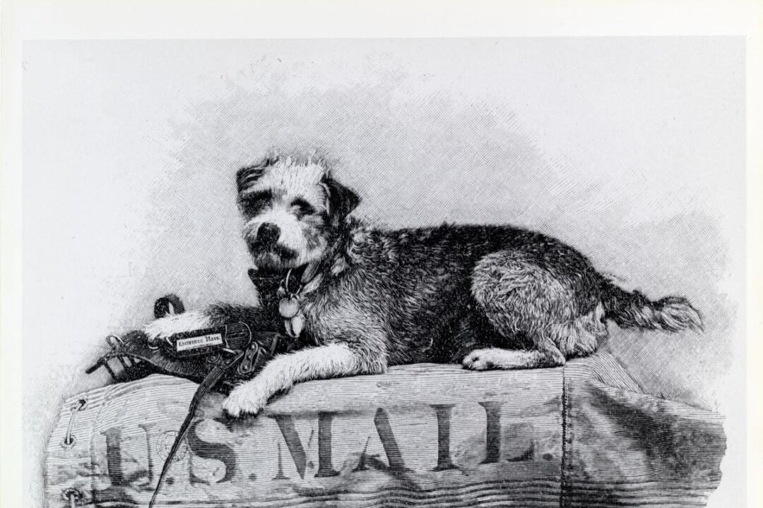 On Track with Owney: A Dog’s Postal Odyssey