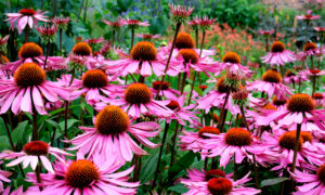 Fall Flower Bed Care