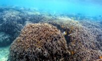 Big Plans for the Smallest Creatures: Australian University to Play Key Conservation Role