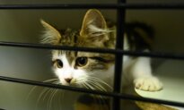 Australian Animal Shelters Buckle Under Cost-of-Living Pressures as Pet Surrenders Increase