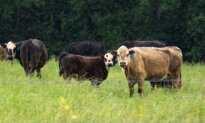 The Soaring Price of Beef