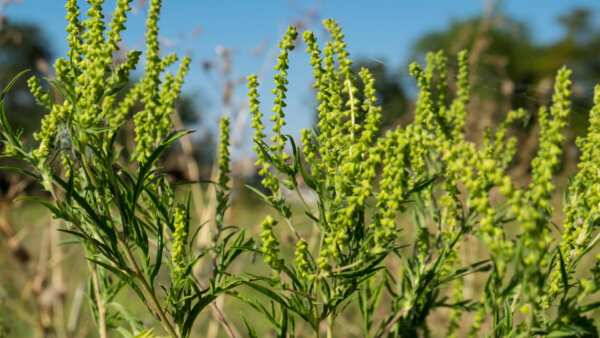 Ragweeds Are the Culprit Behind Hay Fever