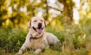 Is Pet Insurance Worth It?