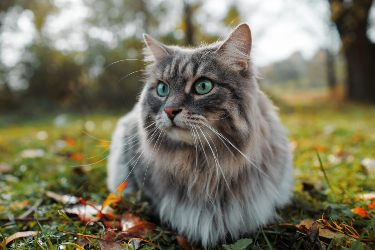 A neighbor's friendly cat only needs snuggles. (Sergio Photone/Shutterstock)