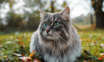 Don’t Feed Neighborhood Pets