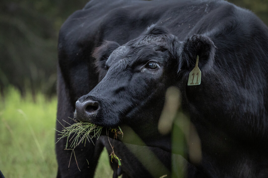 USDA, HHS Promote ‘Product of USA’ Labeling for American Farmers, Ranchers