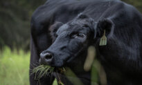 USDA, HHS Promote ‘Product of USA’ Labeling for American Farmers, Ranchers