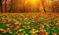 Taking the Kids: Leaf-Peeping 21st-Century Style