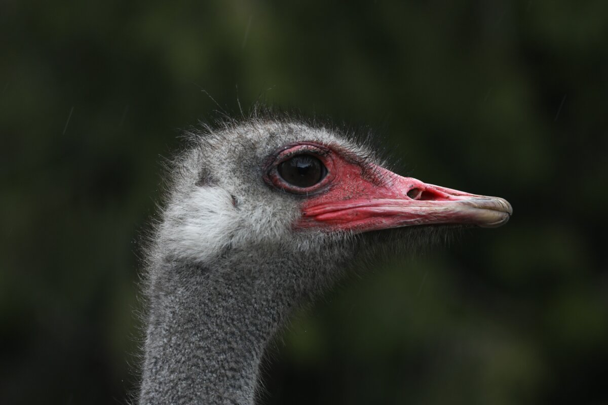 An ostrich at the Universal Ostrich Farms in Edgewood, B.C., on May 17, 2025. (The Canadian Press/Aaron Hemens)