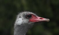 American Billionaire Says Supreme Court Should Allow US Testing of BC Ostriches Before Culling