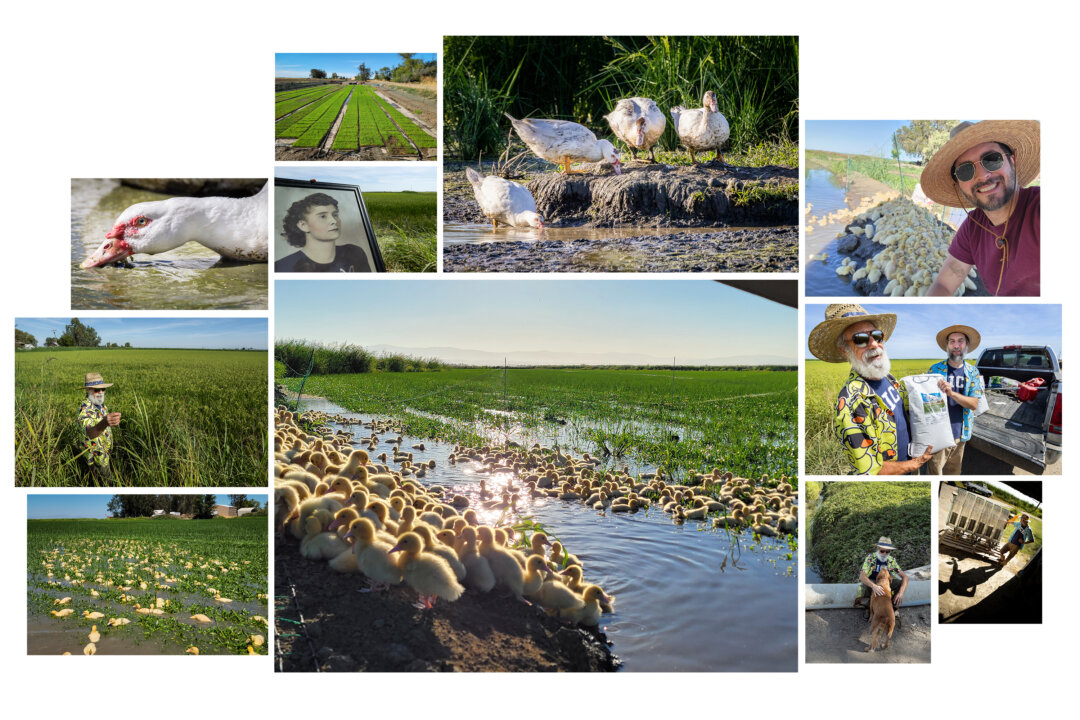 California Organic Rice Farmers Get Their Ducks in the Rows