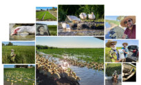 California Organic Rice Farmers Get Their Ducks in the Rows