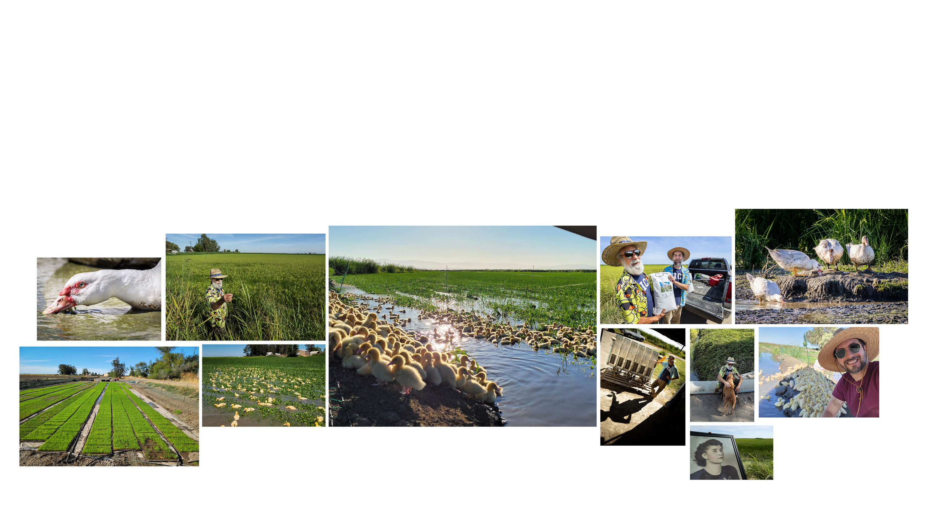 California Organic Rice Farmers Get Their Ducks in the Rows