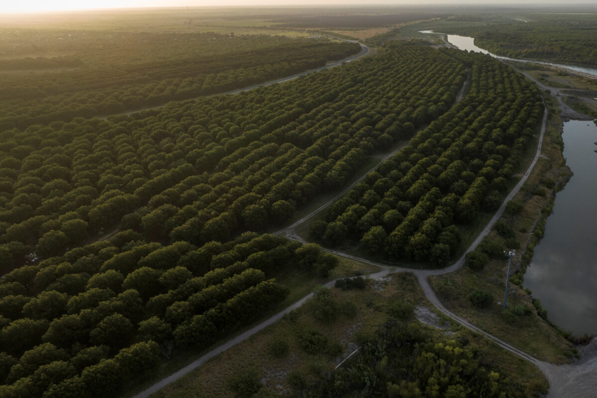 An aerial view of the Heavenly Farms pecan orchard along the Rio Grande river in Eagle Pass, Texas, on July 29, 2023. (Adrees Latif/Reuters)