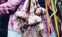 Garlic: The Easy-to-Grow Vegetable With a Wealth of Health Benefits