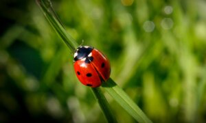 Ladybug Invasion
