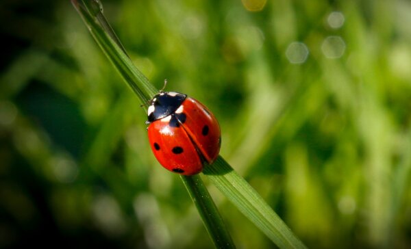 Ladybug Invasion