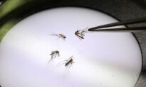 Google Seeks Federal Approval to Release Millions of Mosquitoes in California, Florida
