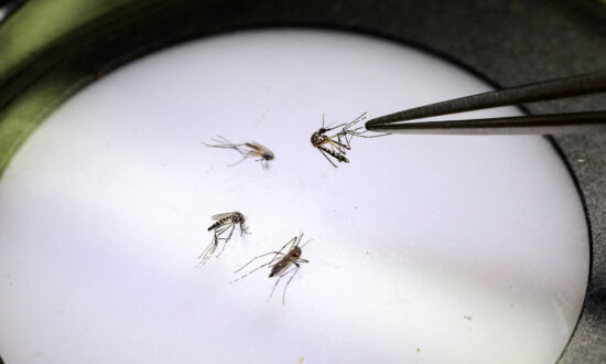 Google Seeks Federal Approval to Release Millions of Mosquitoes in California, Florida