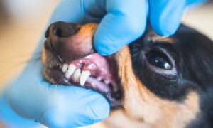 Veterinary Dentistry Requires Anesthesia