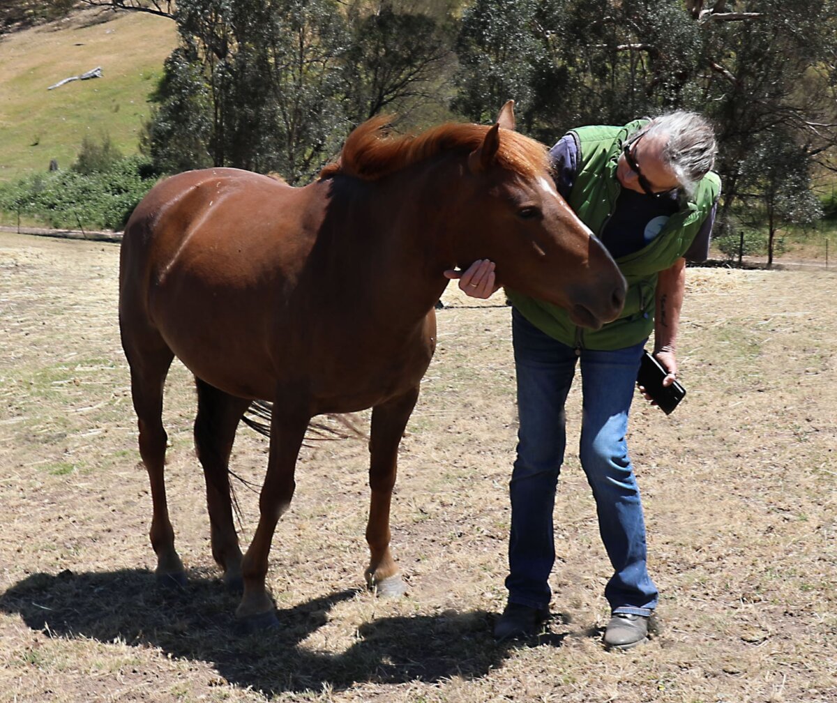 Mountain Brumby Sanctuary co-founder Jo Curtis alongside rescued wild brumby, Florence. (Supplied)