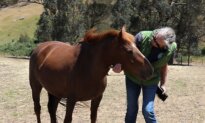 ‘They’re Not Feral’: Brumby Rescue Volunteers Call for End to Culling