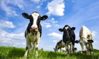 Sylvain Charlebois: Canada Chooses to Dump Milk Rather Than Lower Prices