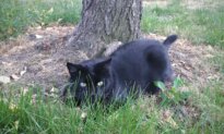 How to Cope When a Beloved Pet Dies