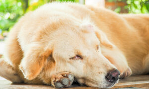 Mast Cell Tumor Most Common Canine Skin Cancer