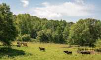 Joel Salatin: Participatory Environmentalism