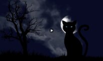Cats and Witches: The Story Behind the Myths