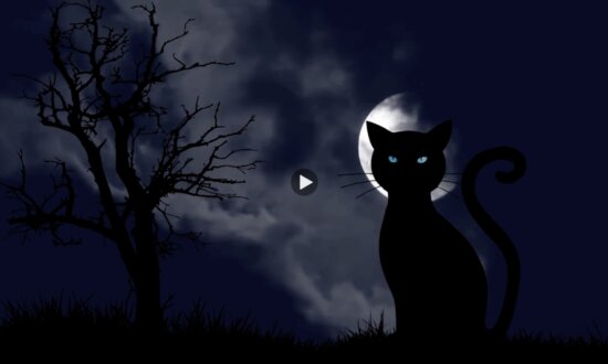 Cats and Witches: The Story Behind the Myths