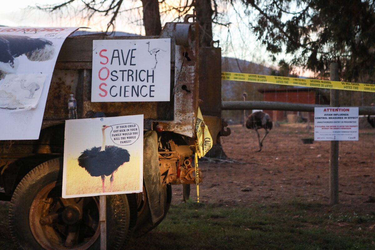 Police tape lines the perimeter of Universal Ostrich Farms in Edgewood, B.C., on Sept. 22, 2025. (The Canadian Press/Aaron Hemens)
