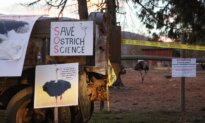 Tribunal Overturns $10,000 Fine Issued to BC Ostrich Farm
