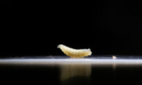 USDA Opens Mexican Facility for Controlling Spread of Flesh-Eating New World Screwworm