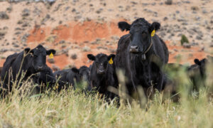 Here’s What’s Behind Surging Prices of Beef