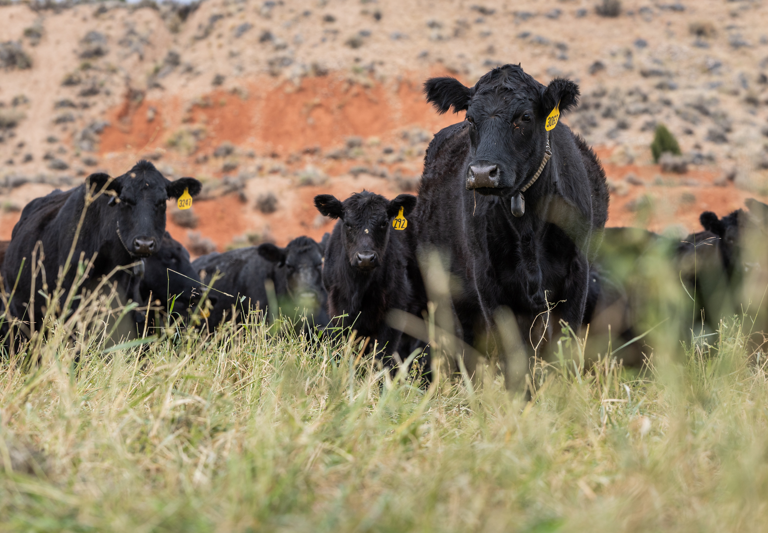 Here’s What’s Behind Surging Prices of Beef