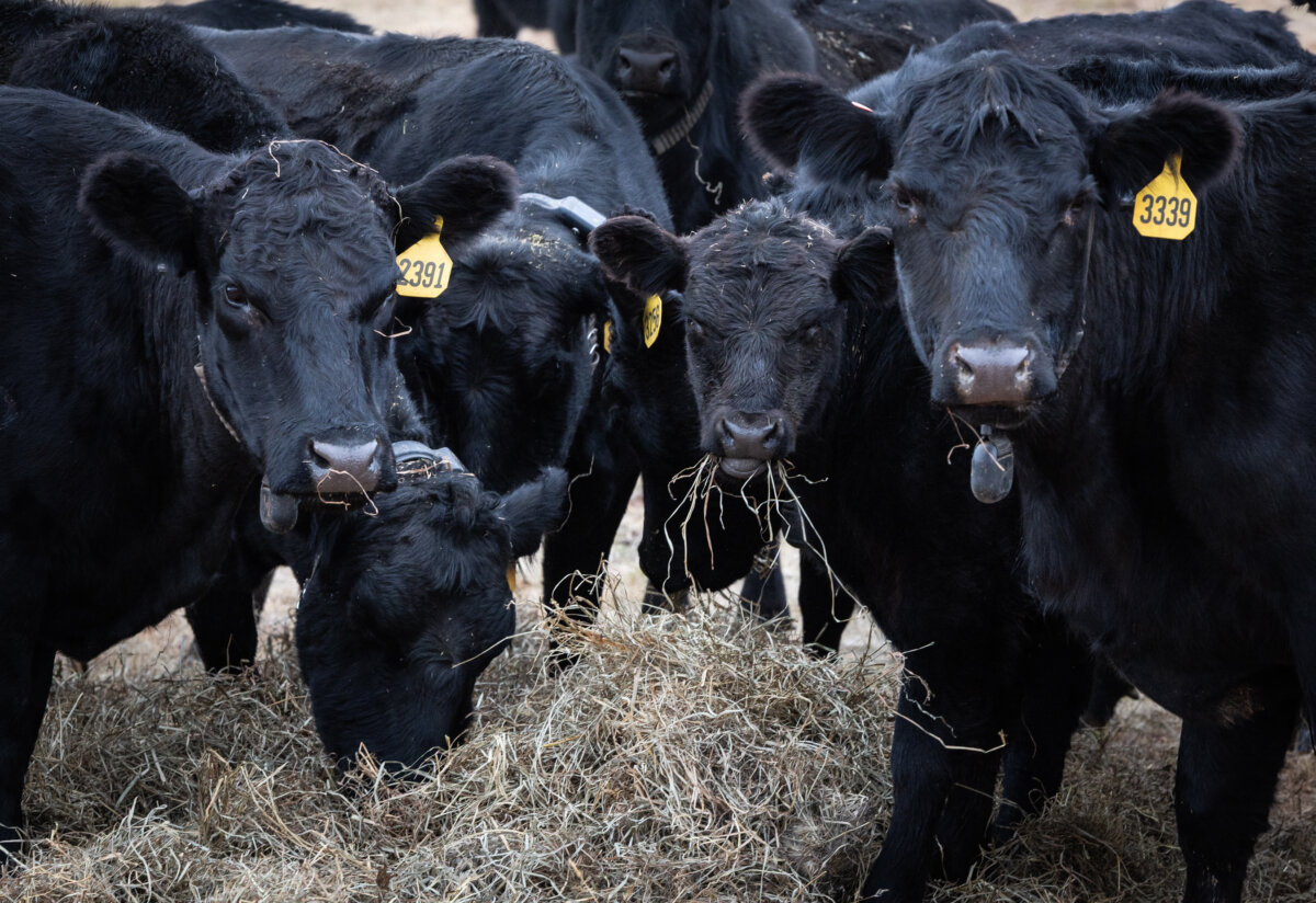 Grass-fed cows roam the ranch of R.C. and Annia Carter outside of Ten Sleep, Wyo., on Oct. 14, 2025. (John Fredricks/The Epoch Times)