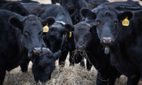 USDA Coloring Book Exposes Government’s War on Cows