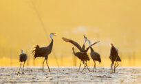Where Nature Heals: South Korea’s Suncheon’s Journey From Wetlands to a Global Sanctuary