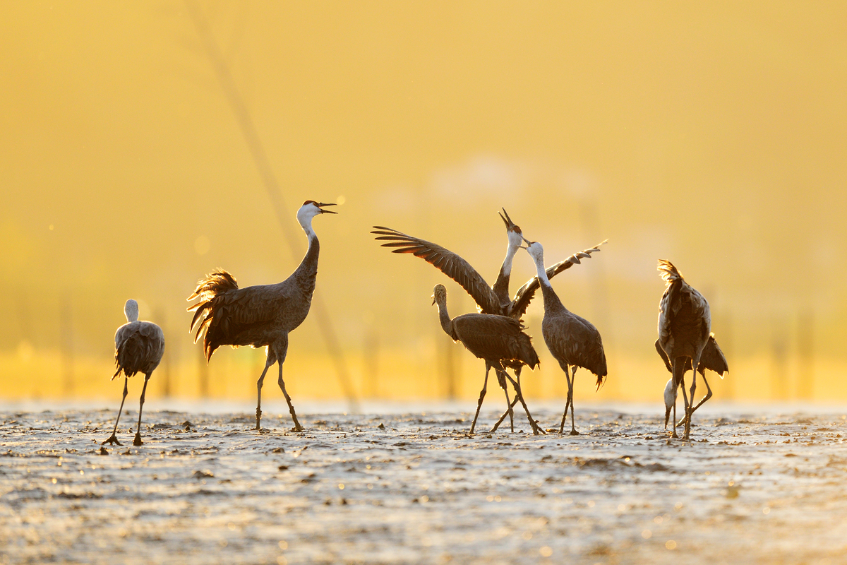 Hooded cranes gather along the tidal flats of Suncheonman Bay at sunrise. Once endangered, these migratory birds have returned in greater numbers each year thanks to Suncheon’s long-term wetland restoration — a quiet symbol of the city’s trust with nature. (Courtesy of Suncheon City)