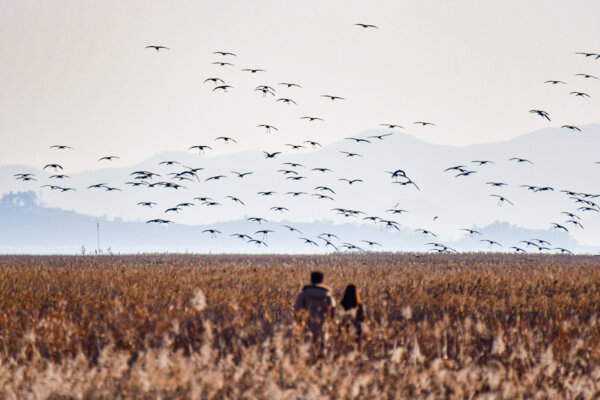 Flocks of hooded cranes descend over the golden reeds of Suncheonman Bay. Each autumn, the wetlands turn into a sanctuary for migratory birds — and for visitors seeking to witness one of Asia’s most poetic encounters between nature and life.
