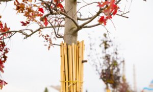 Can Trees Get Sunburned?
