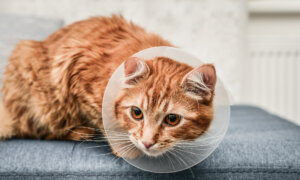 Limit Pet’s Weight Gain After Sterilization Surgery